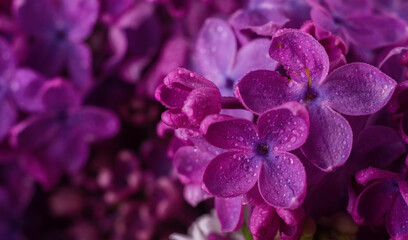 Naklejka na ściany i meble Beautiful purple lilac flowers. Macro photo of lilac spring flowers.