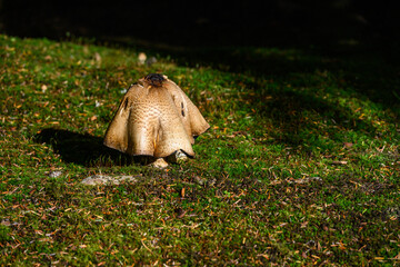 Obraz premium Large mushroom, highlighted by a sunbeam, growing in peaceful woodland garden 