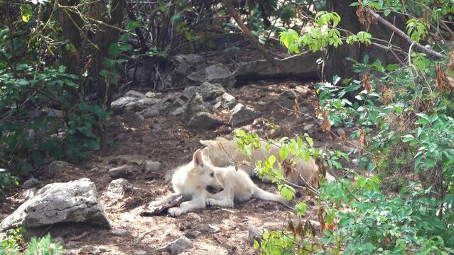wolf cubs gnaw bones lying on the ground