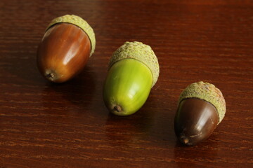 Close up of light brown, green, and dark brown acorns on polished wooden surface. Symmetrical acorn...