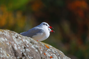 Seagulls standing on the rock  . Birds at cliff , colorful background