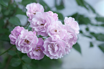 Soft focus many flowers. Bush of small flowers of Roses on a light background. Lush bush of pink roses. Blurred floral background with pink flowers roses. Place for the text. Garden  rose.