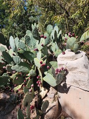 statue in the garden