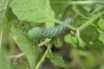 Green Caterpillar
