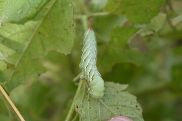 Green Caterpillar