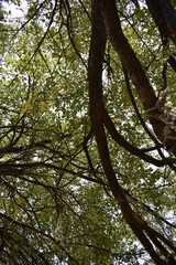 Green Leaves on Tree Branches