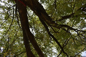 Naklejka premium Green Leaves on Tree Branches