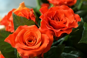 Red roses have bloomed.