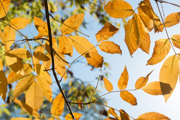 autumn in the park - yellow brown leaves on a blue sky