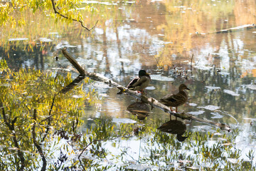 ducks and pond with autumn colors reflected on the surface of the water