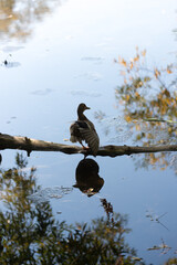 duck on fallen branch and sky reflected on the surface of the water