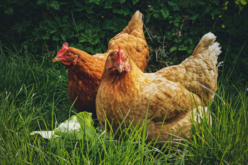 Poules dans le jardin