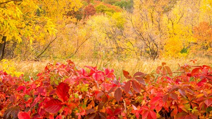 Autumn leafs under sunny day
