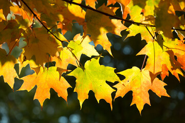 autumn in the park - maple leaves up close (backlit by the sun)