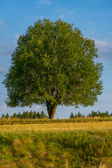 countryside of Polana region, Slovakia, Europe, abandoned place, rural concept, sunset light. Pure nature, Lonely tree standing in the green meadow in summer, blue sky © fotomolka