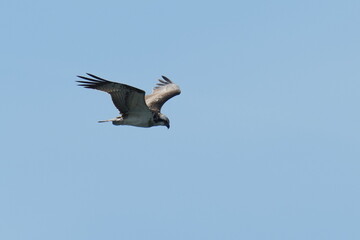 Fototapeta na wymiar osprey in flight