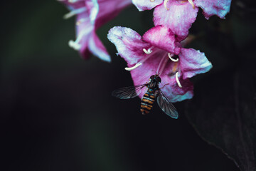 Insecte syrphe sur fleur rose sur fond noir