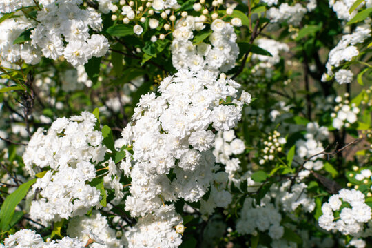 Reeves Spirea