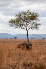 elephant and tree in the savannah