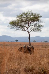 Foto op Canvas elephant and tree in the savannah © l