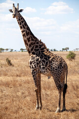 Naklejka premium giraffe in continent
