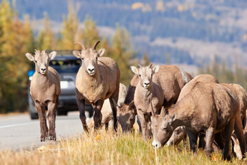Herd of sheep are in the mountain road among yellow trees.