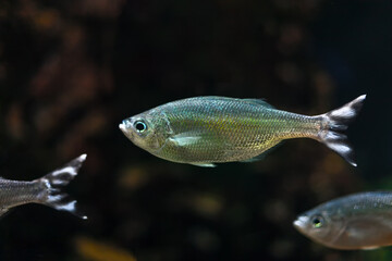 Fish in Amazon river . Silver fish in deep water 