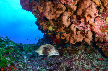 Corals and a black margate fish in Fernando de Noronha sea, Brazil