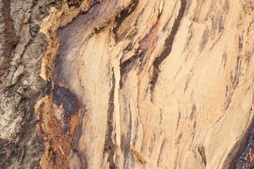 bark of a tree