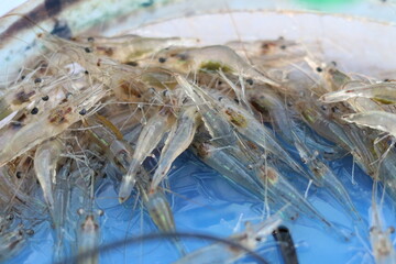 Freshwater shrimp caught in fisherman's trap - Shrimp as bait for fishing