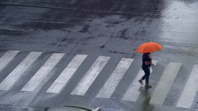 People cross the city road along the zebra crossing. Parents with children walk with umbrellas in rainy weather. Sleep and rain at the same time. Traffic lights. Milan, Italy, 10.2022