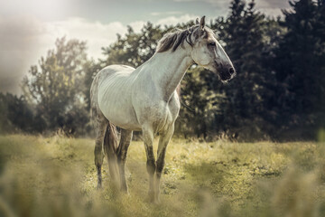 Fototapeta na wymiar Portrait of a beautiful white pura raza espanola horse on a pasture in summer outdoors