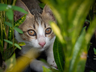 White Gray Kitten Hiding in The Forest