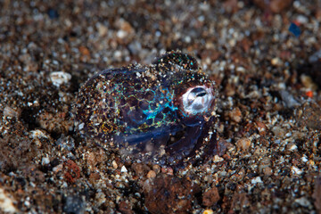 A tiny, nocturnal Bobtail squid, Euprymna berryi, hovers above the sandy seafloor. These cephalopods use symbiotic luminescent bacteria to manipulate and diminish their silhouette as they swim.