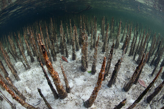 Mangrove roots, called pneumatophores, rise from the seafloor in Indonesia. These specialized roots allow the roots to breathe at low tide.