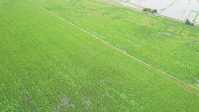 aerial view from flying drone of Field rice with landscape green pattern nature background, top view field rice
