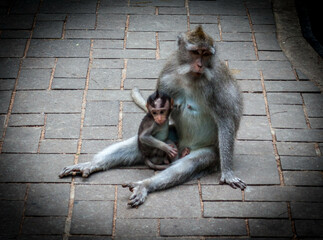 monkeys mother and son in ubud temple in Indonesia
