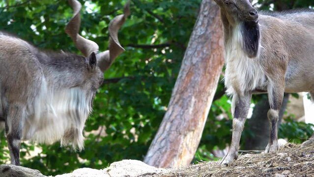 two markhor fight with horns