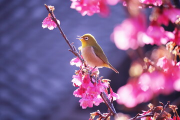 河津桜の枝の上で口を開けてる可愛いメジロ