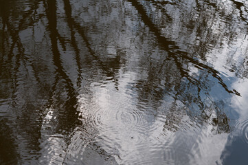 reflection of trees and sky on the surface of water