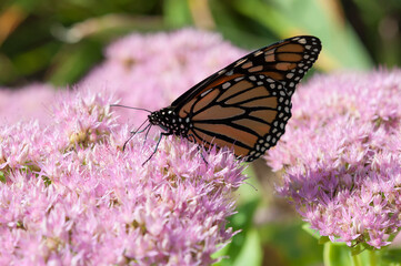 Danaus plexippus on pink sedum