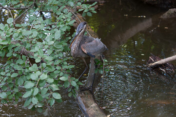 view of great blue heron (Ardea herodias) carefully scanning the surface and depth of a shallow park pond for fish