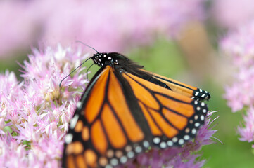 beautiful close up of monarch butterfly (Danaus plexippus) on stonecrop flowers