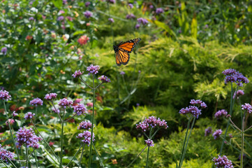 garden with Danaus plexippus in flight (motion blur)