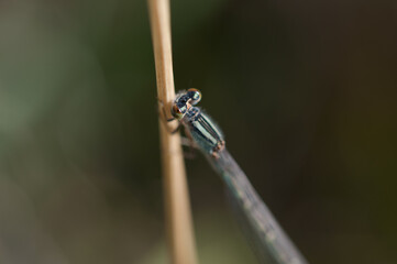 damselfly close up