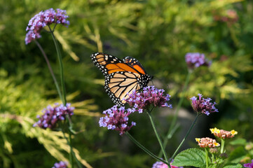 Danaus plexippus in the evening sunlight