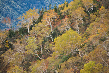 Fototapeta premium 紅葉