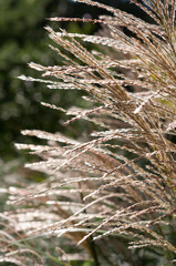 grass seed plumes on a sunny afternoon
