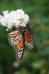 two Danaus plexippus nectaring on a white buddleja flower