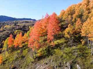 Colors of fall, aerial drone view. Colorful forest on mountains in autumn. Trees growing in nature. Beautiful Deciduous forest, view from above. Woodland. 